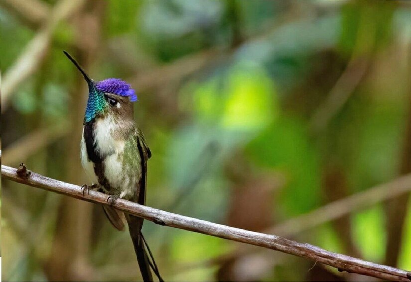A bird perched on a branch. 2