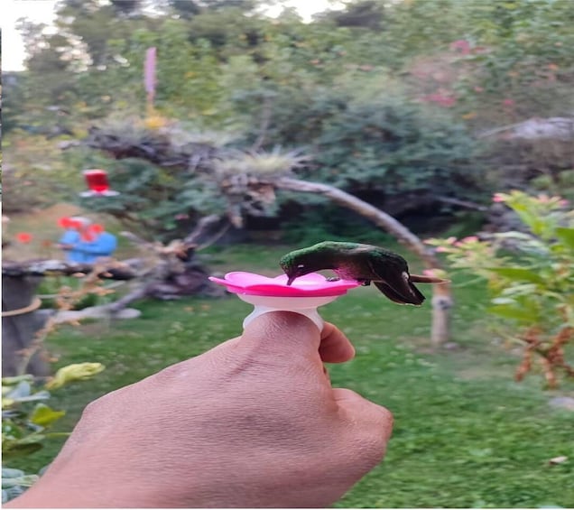 A hand holding a pink bird feeder with a hummingbird perched on it. 1