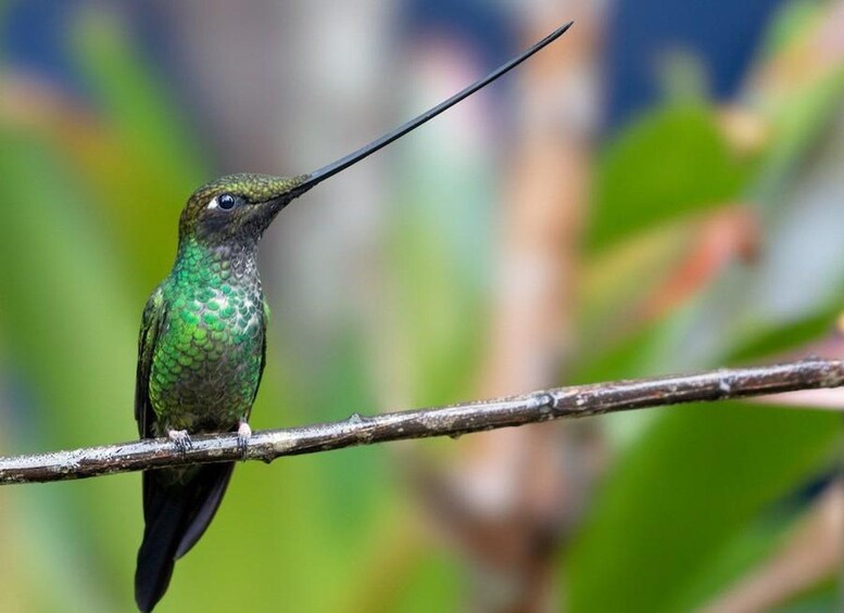 Sightseeing tour: Visit the Hummingbird Sanctuary in Urubamba-Cusco 1