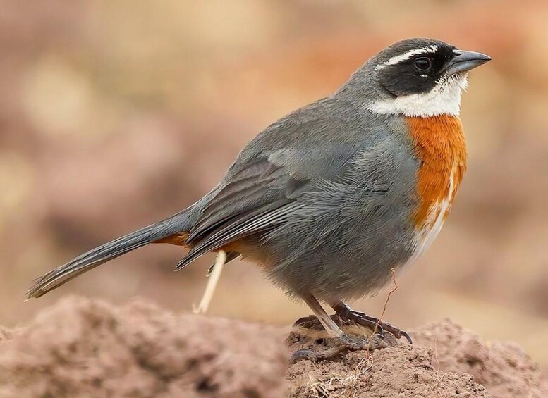 Picture 6 for Activity Sightseeing tour: Visit the Hummingbird Sanctuary in Urubamba-Cusco 3
