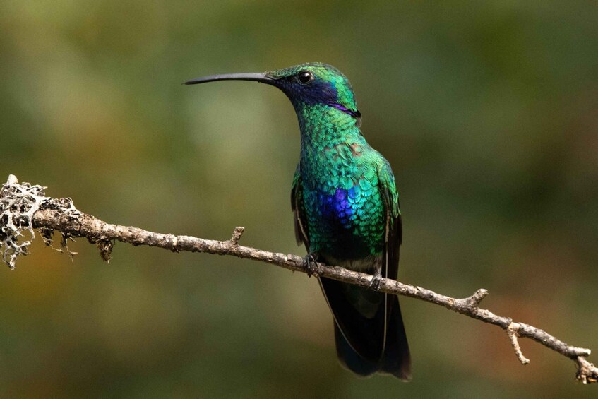 Picture 4 for Activity Sightseeing tour: Visit the Hummingbird Sanctuary in Urubamba-Cusco 2