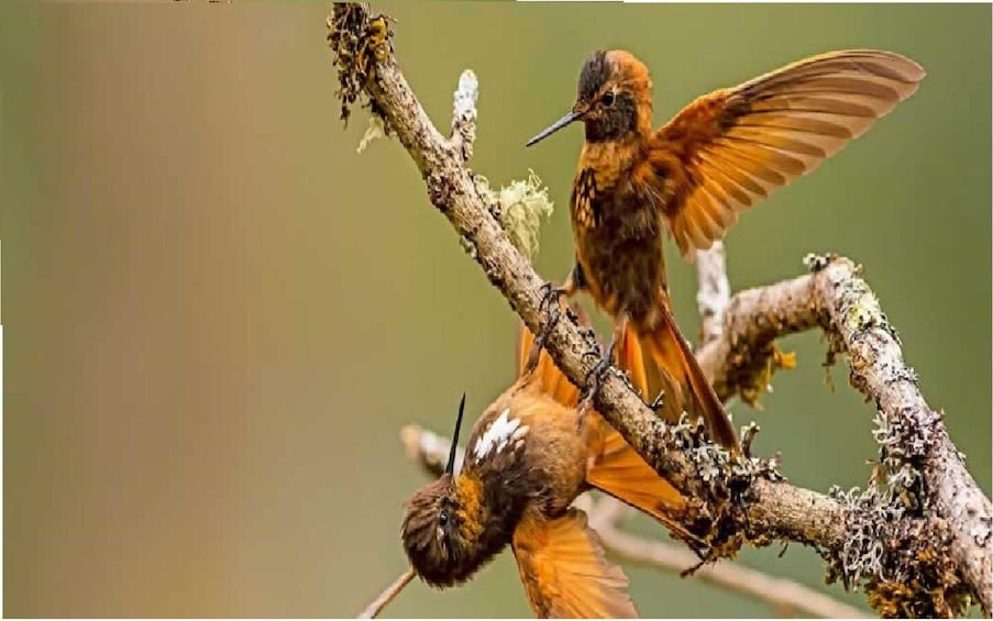 Two hummingbirds on a branch with lichen. 3