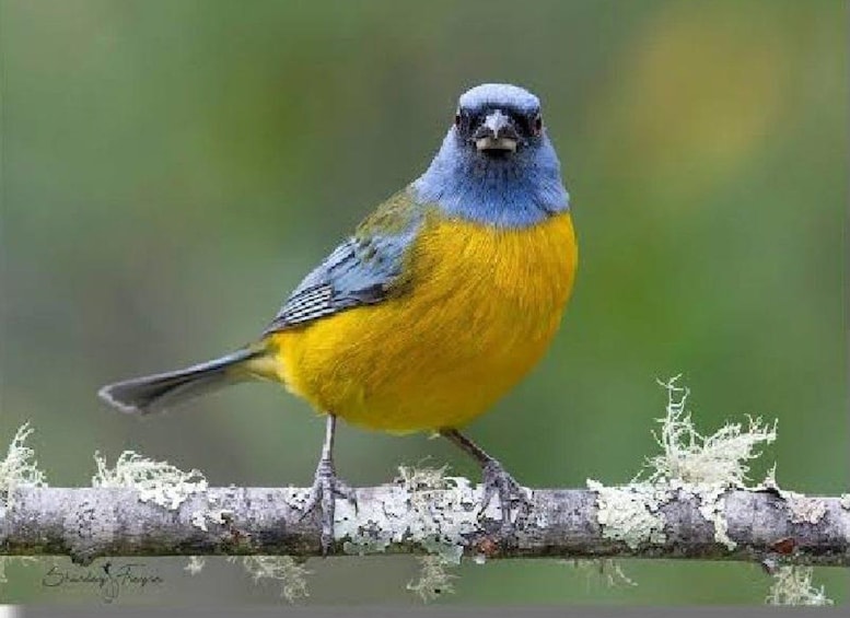 Picture 7 for Activity Sightseeing tour: Visit the Hummingbird Sanctuary in Urubamba-Cusco 4