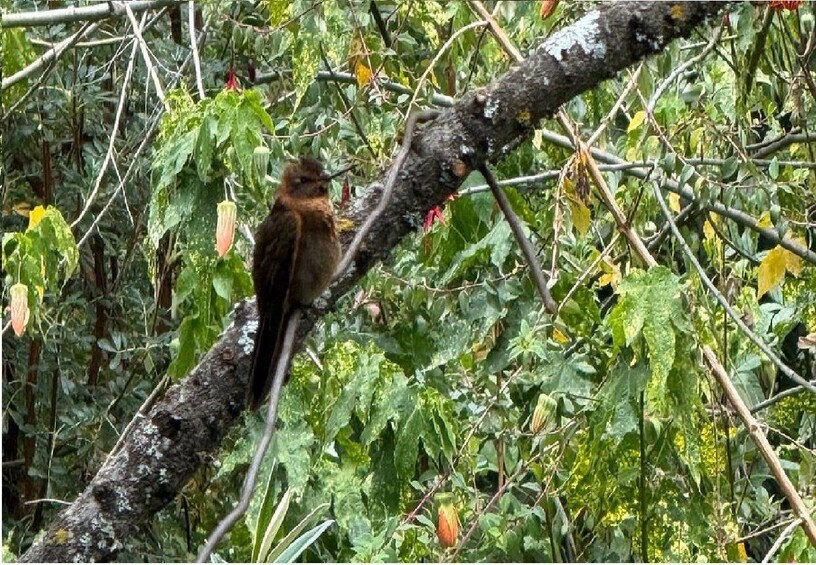 A bird perched on a branch amidst dense foliage. 4