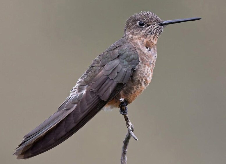 Picture 3 for Activity Sightseeing tour: Visit the Hummingbird Sanctuary in Urubamba-Cusco 5