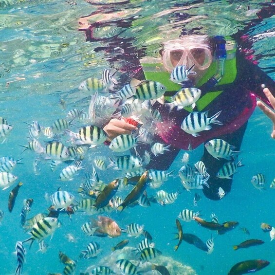 A person snorkeling among striped fish in clear water. 2