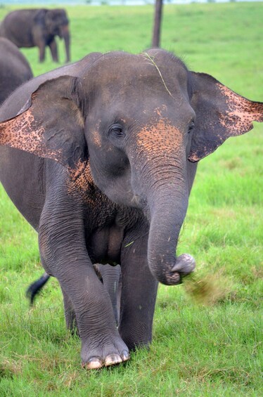 Picture 1 for Activity Eco Park Safari with Polonnaruwa Day Tour from Sigiriya 5