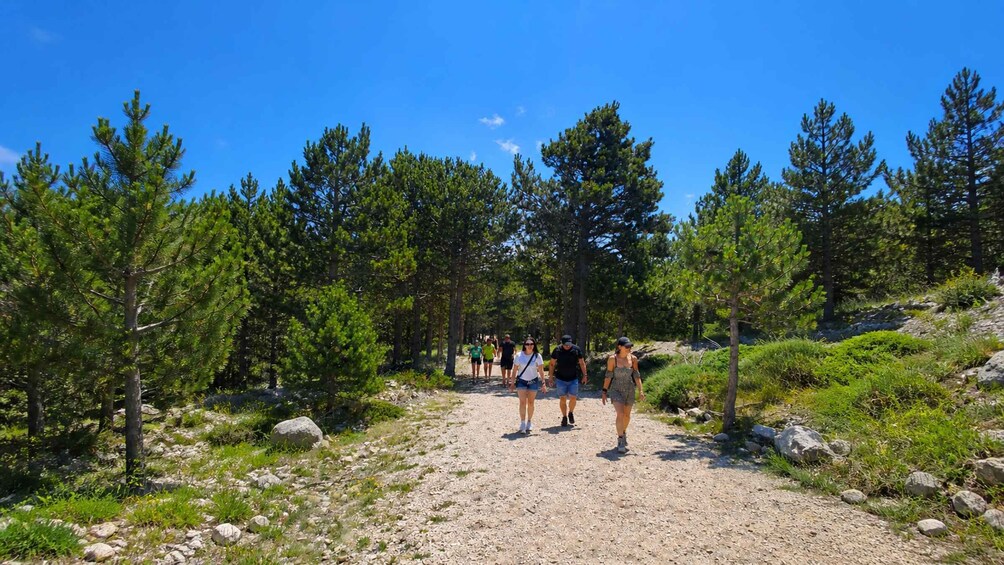 A group of people hiking on a gravel path through a forest with pine trees. 4