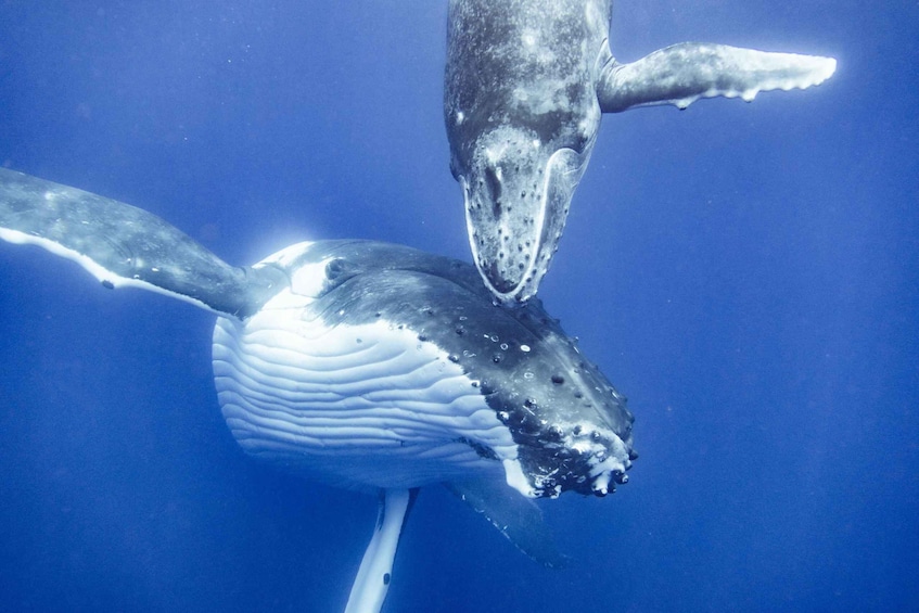 Two whales swimming underwater. 2