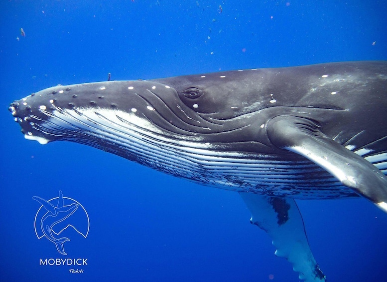 A whale swimming underwater. 3