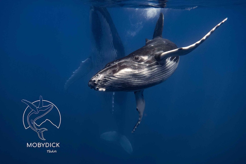 A whale swimming underwater with a logo of a dolphin and the word 'MOBY DICK' and 'Tahiti' below it. 1