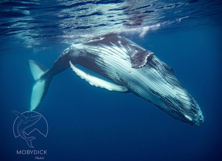 A humpback whale swimming underwater. 5