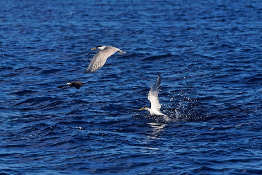 A bird flying over water. 4