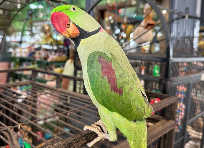 A green parrot with a red beak perched on a metal structure. 5