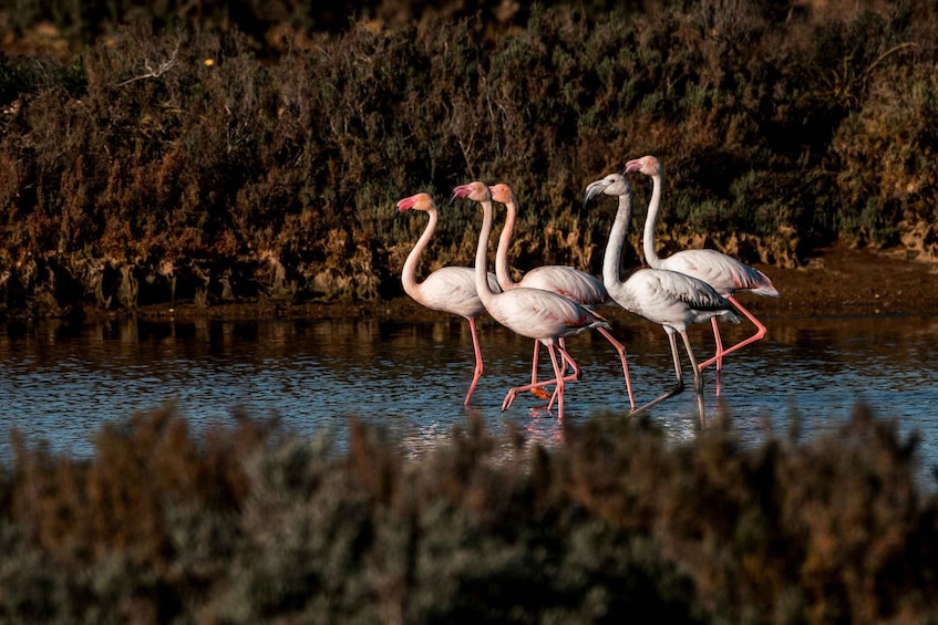 Three flamingos standing in water with a forested background. 5