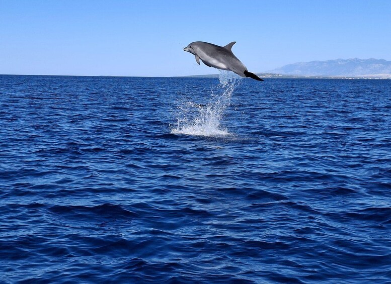 A dolphin leaping out of the ocean water. 2