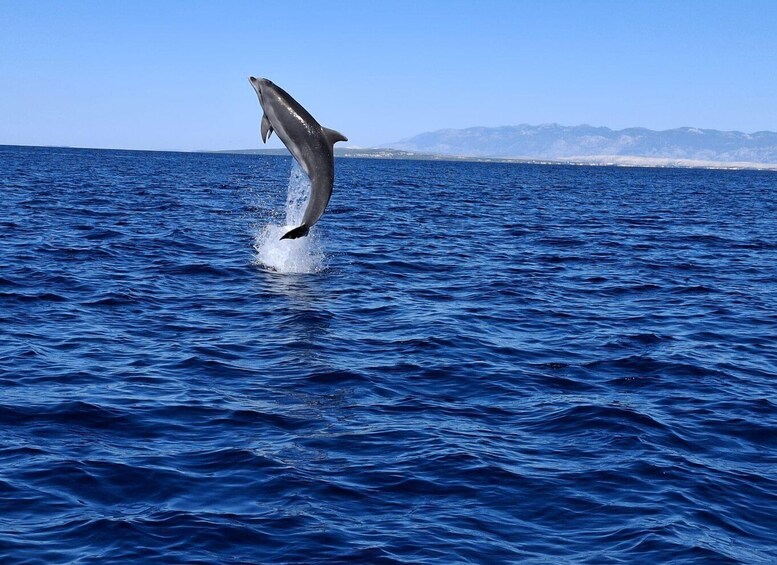 A dolphin leaping out of the ocean water. 1