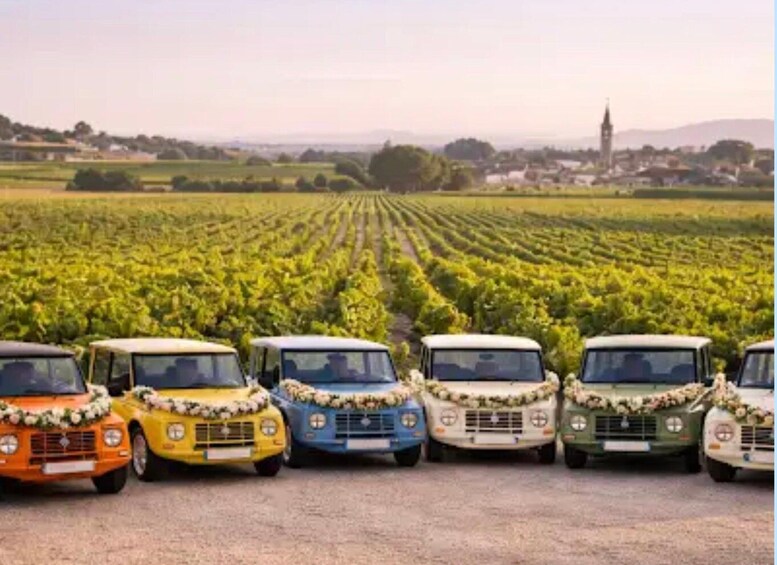 Vintage cars parked in a vineyard. 5
