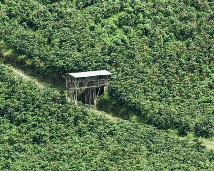 A wooden structure on a hillside surrounded by dense vegetation. 5