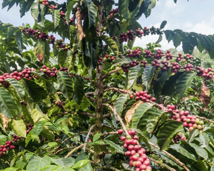 A coffee plantation with clusters of coffee cherries. 4