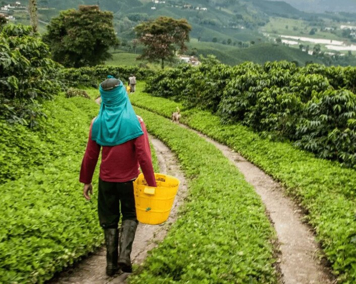 A person walking down a path in a lush green tea plantation. 3