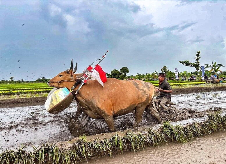 A man plowing a field with a bullock, surrounded by green crops and a cloudy sky. 1