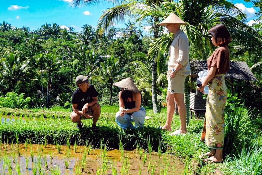 People working in a rice paddy field with lush greenery and palm trees in the background. 4