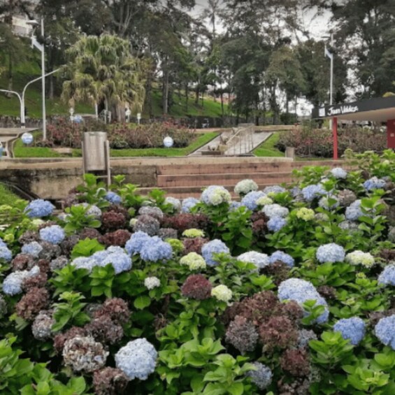 A park with hydrangea bushes in various colors, a wooden bench, and a red structure in the background. 2