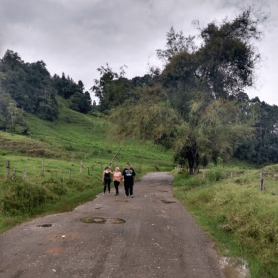 A rural road with three people walking, surrounded by greenery and trees. 3