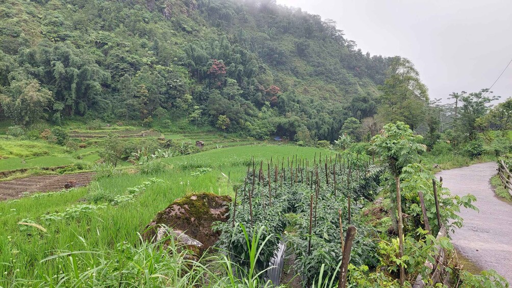 Terraced rice fields, a dirt path, and dense forested hills. 4