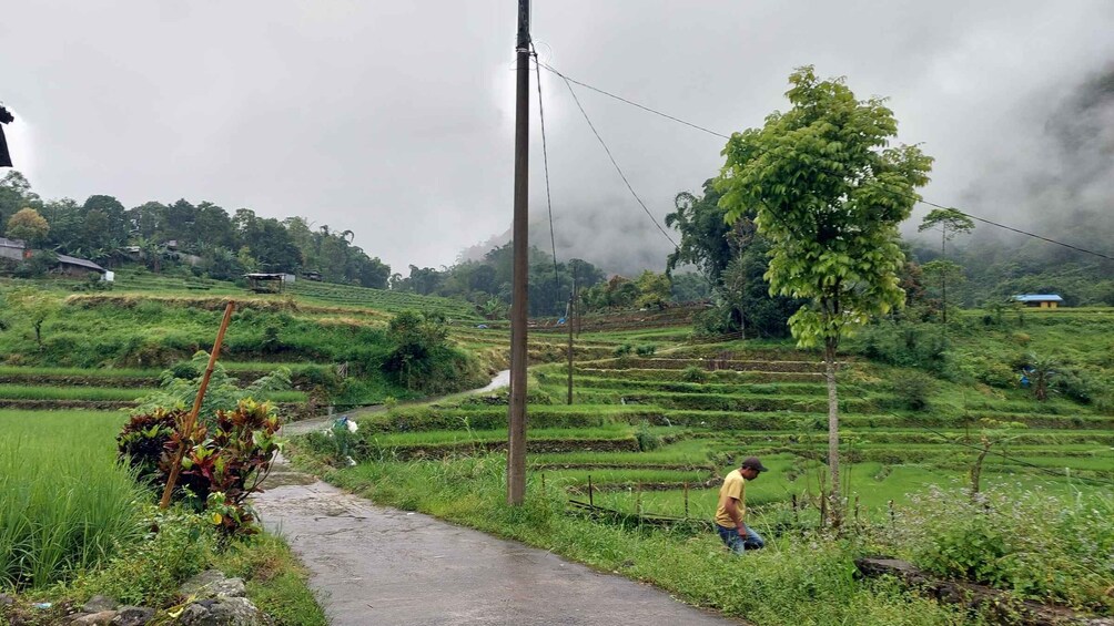 A rural landscape with terraced fields, a man walking along a path, and a large tree in the background. 1