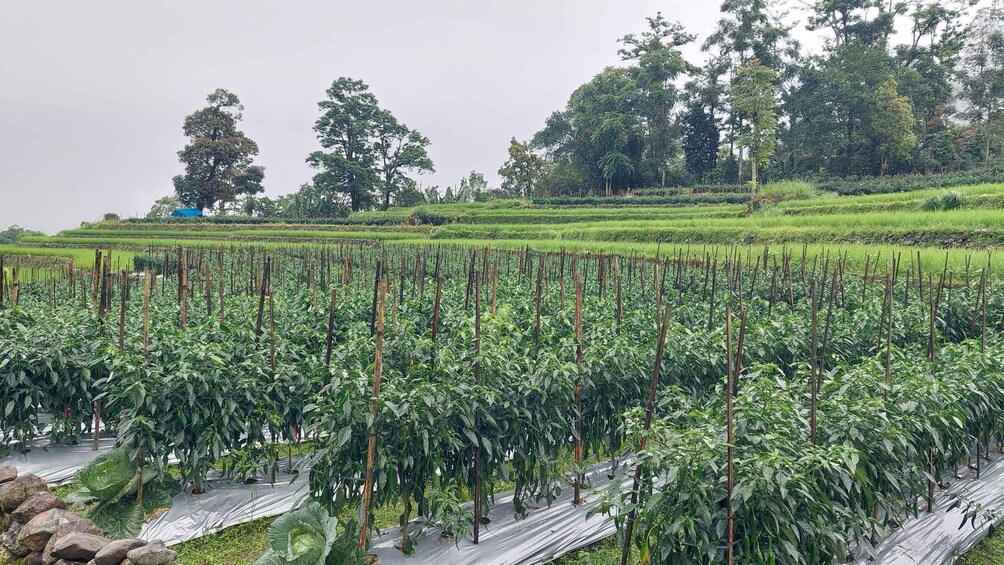 A lush green field with rows of plants supported by stakes, a stone wall in the foreground, and a line of trees in the background. 5