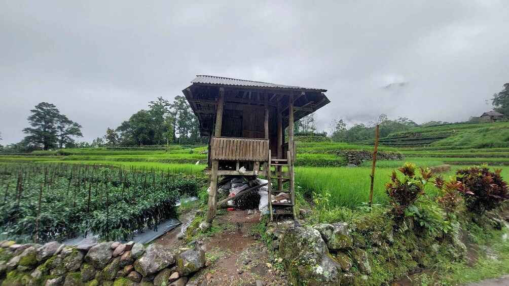 A rustic wooden structure with a thatched roof in a lush green rice paddy field. 3