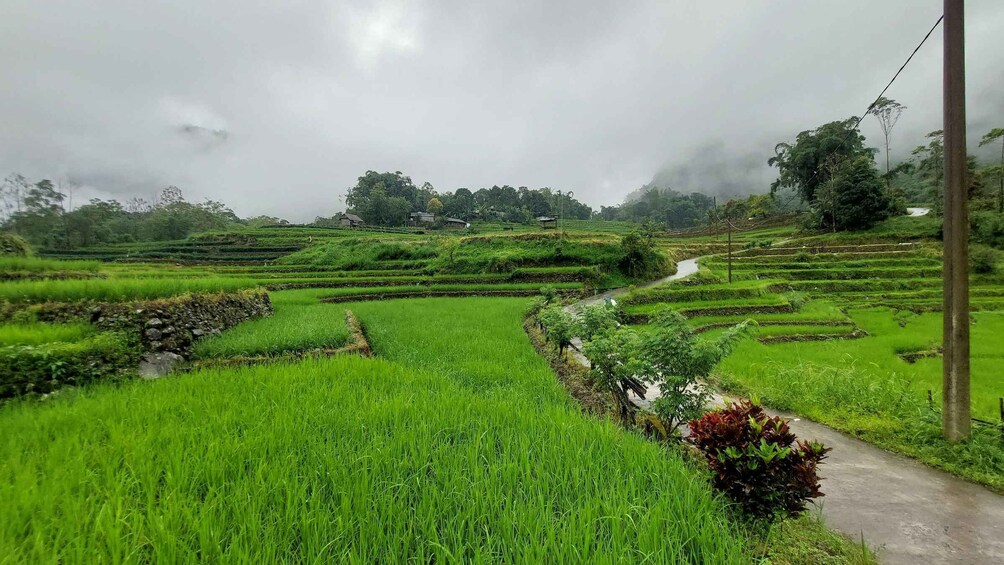 Terraced rice fields, a narrow path, and a cloudy sky. 2