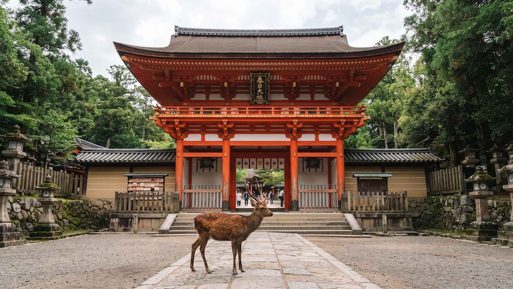 A traditional Japanese gate with a deer in front. 1