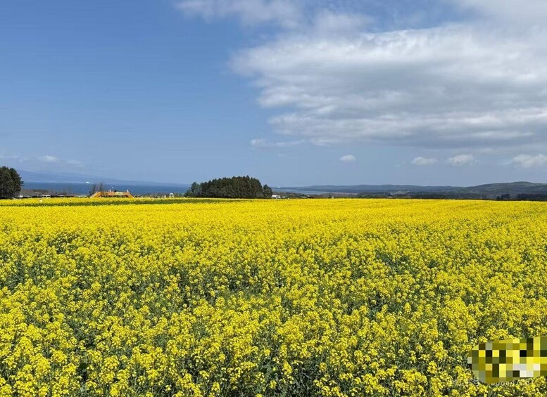 A vast field of yellow flowers under a clear sky. 2