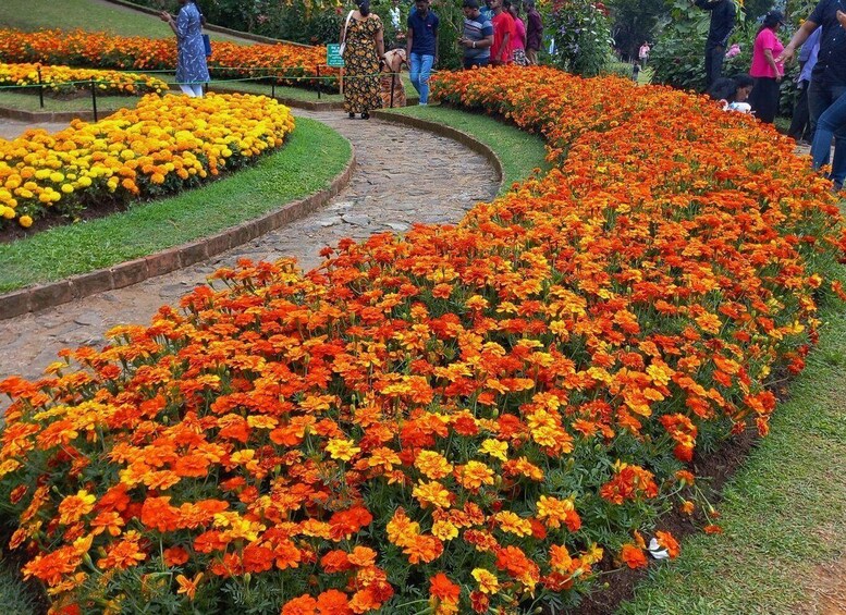 A garden with a curved pathway lined with vibrant orange and yellow flowers. 4