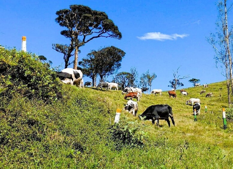 A hillside with grazing cows and a few trees. 2