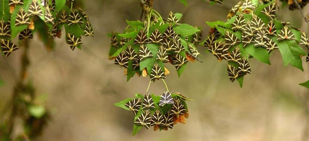 Clusters of green leaves with dried seed pods hanging from branches. 5