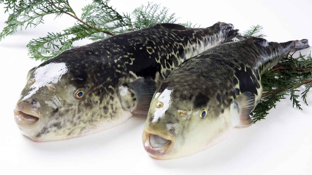 Two fish with speckled patterns, lying on a white surface with green foliage. 3