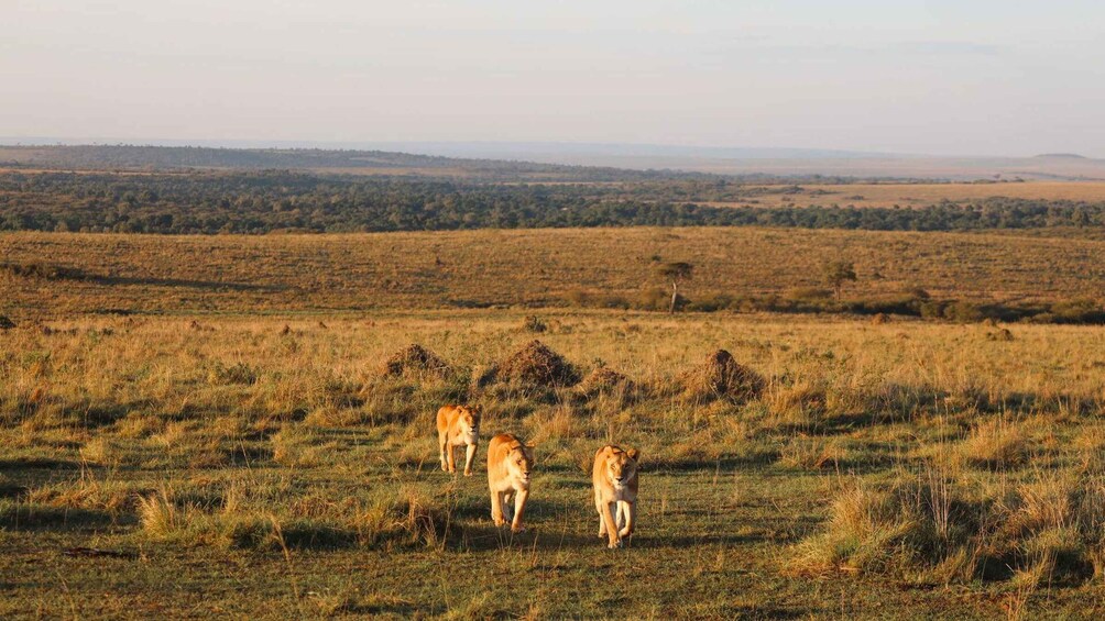 Three lions walking in a grassy savannah with distant hills. 2