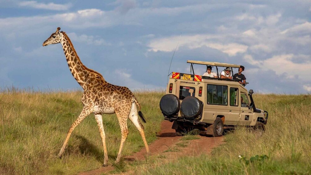 A giraffe walking beside a safari vehicle on a dirt path. 4