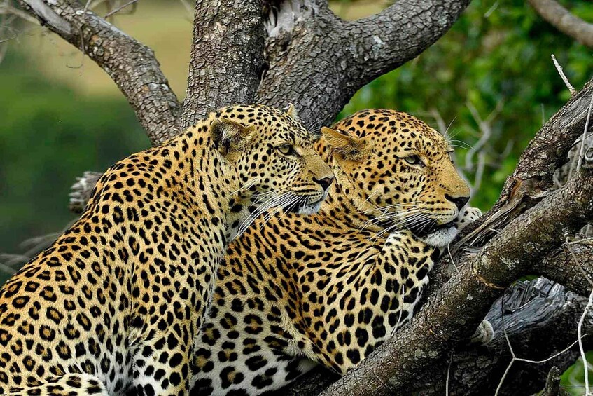 Picture 8 for Activity Nairobi: 6Days Maasai Mara, Nakuru and Amboseli Group Safari 2