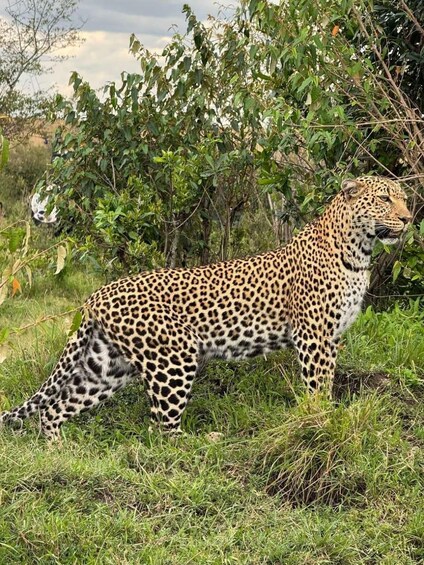 A leopard walking through a grassy area with trees in the background. 3