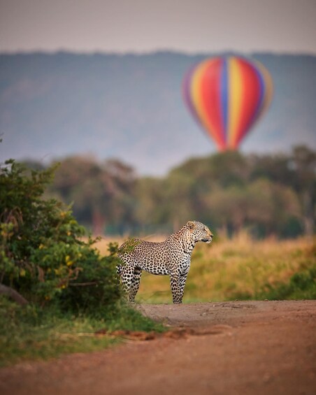 A leopard standing on a dirt path with a colorful hot air balloon in the background. 2