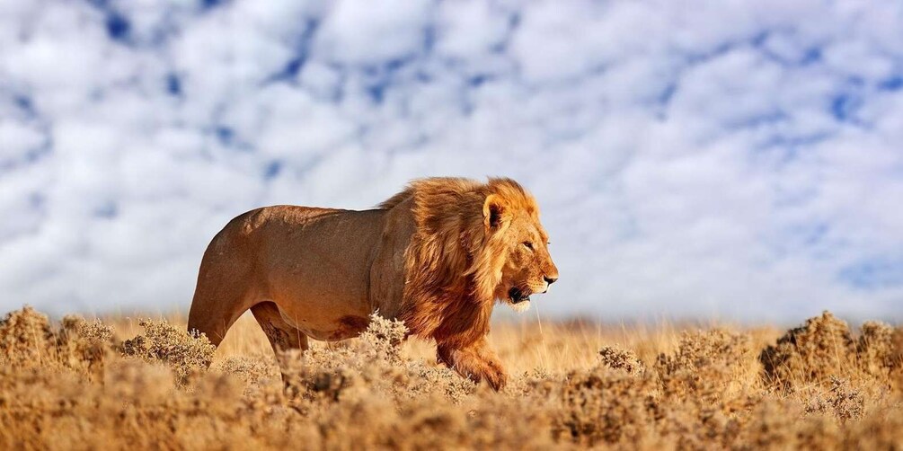 A lion walking in a dry grassland with a clear sky in the background. 4