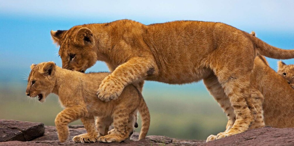 A lioness with cubs on a rocky terrain. 3