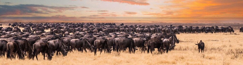 A large herd of wildebeests in a grassy field with a person standing to the side. 5