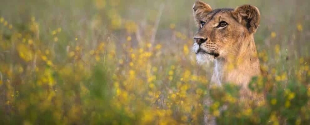 Picture 6 for Activity Nairobi: 6Days Maasai Mara, Nakuru and Amboseli Group Safari 4