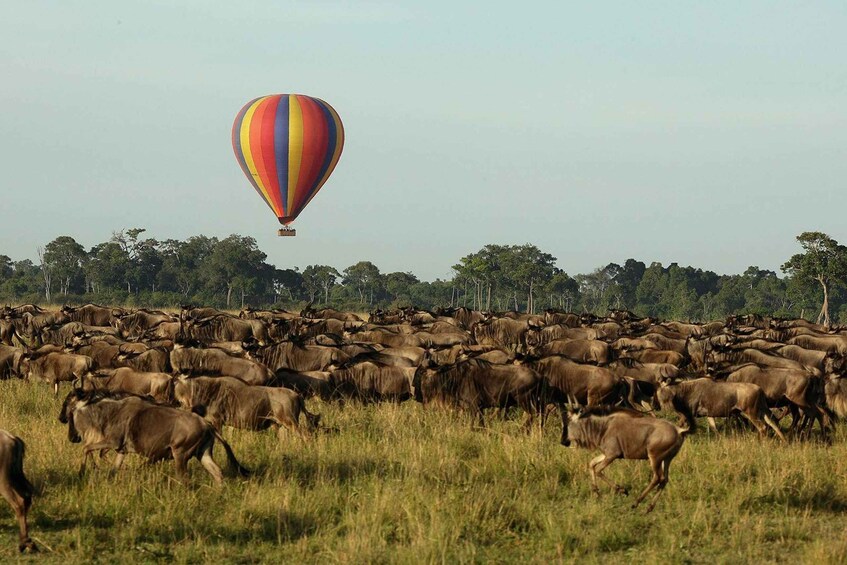 Picture 10 for Activity Nairobi: 6Days Maasai Mara, Nakuru and Amboseli Group Safari 2